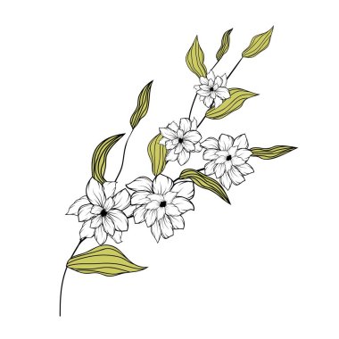 Güzel bir dal, her amaç için harika bir tasarım. İzole edilmiş arka plan. Vektör illüstrasyonu