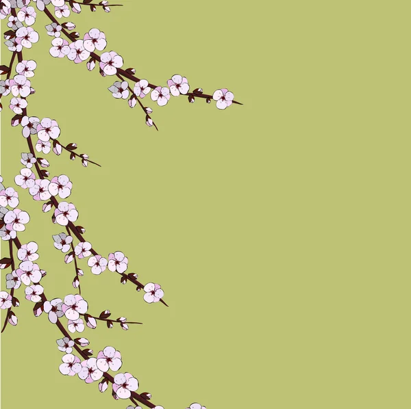 Kiraz çiçeği. Sakura çiçekler. Çiçek arka plan. 