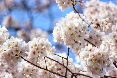 Güzel sakura (kiraz çiçeği) bahçede çiçek açar.