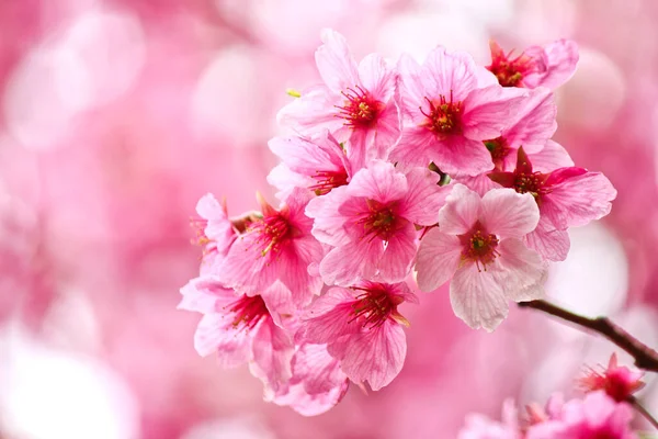 Güzel sakura (kiraz çiçeği) bahçede çiçek açar.