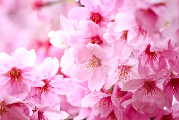 Güzel sakura (kiraz çiçeği) bahçede çiçek açar.