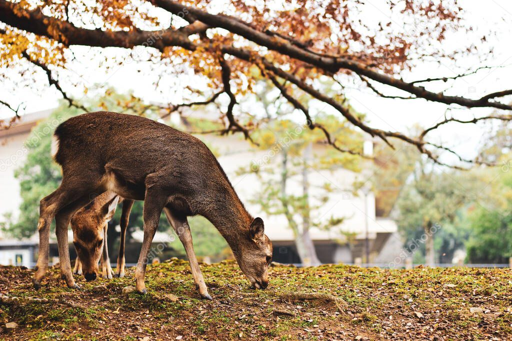 The deers at Nara Park in autumn, Nara, Japan
