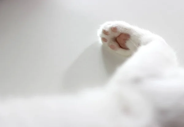 Die Katzenpfote Auf Dem Weißen Tisch lizenzfreie Stockbilder