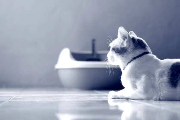 Kedi yerde yatıyordu ve mavi tonda bir şeye bakıyordu.