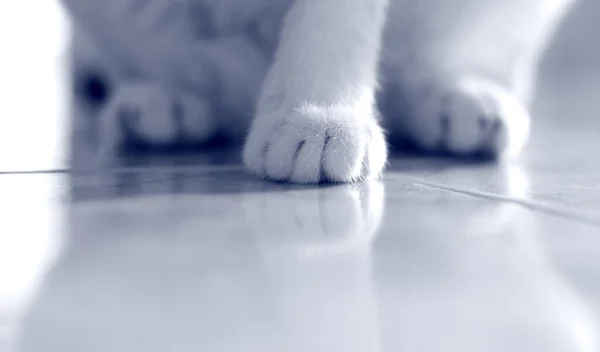 白三只脚猫的爪子 — 图库照片