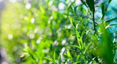 yeşil çimen arka plan, doğa, bahçede taze yapraklar