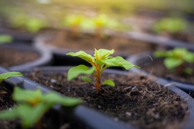 Damlama sisteminde yeşil fidanlar büyüyor.