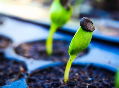 Seedlings Young Green Sprout in the Soil is Growing up.