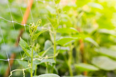 Bahçede yetişen yeşil bezelyelere yakın