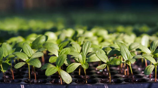 Seedlings Young Green Sprout Soil Growing — Photo