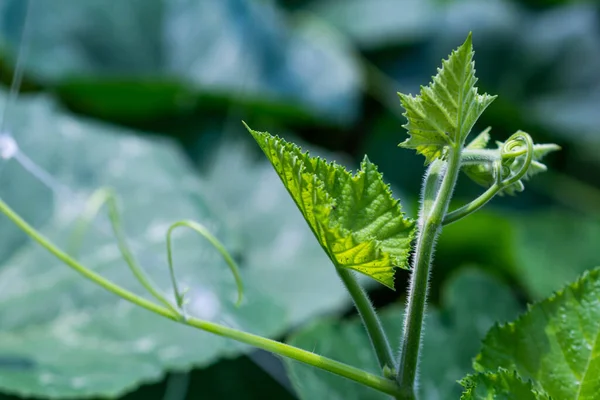 Young Shoots Green Leaves Garden Pumpkins — Stock Photo, Image