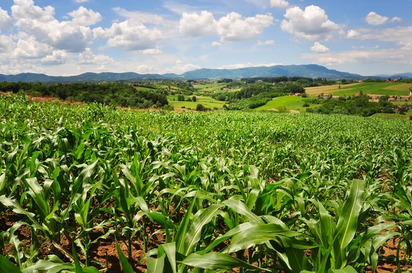 Gebied van groene maïs planten tegen de hemel — Stockfoto