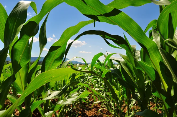 Gebied van groene maïs planten tegen de hemel — Stockfoto