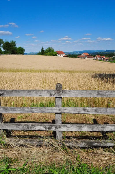 Zomer in de velden van tarwe en houten hek, platteland — Stockfoto