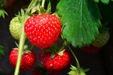 Bahçede taze çilekler