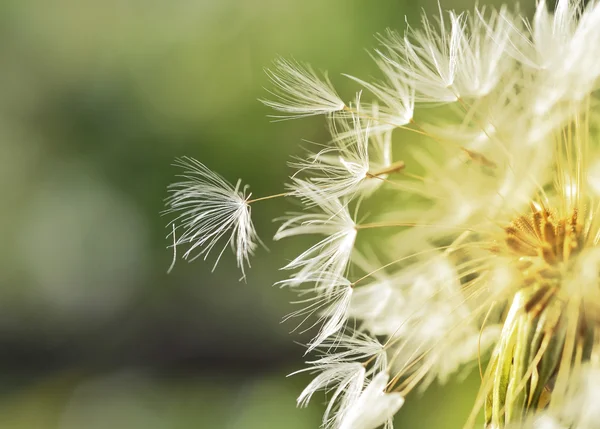 Löwenzahn aus nächster Nähe — Stockfoto