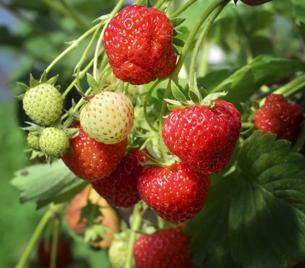 Verse aardbeien in de tuin — Stockfoto