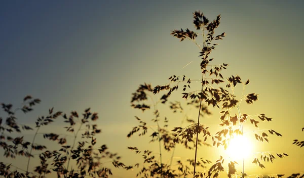 Gouden zonsondergang op de weide — Stockfoto