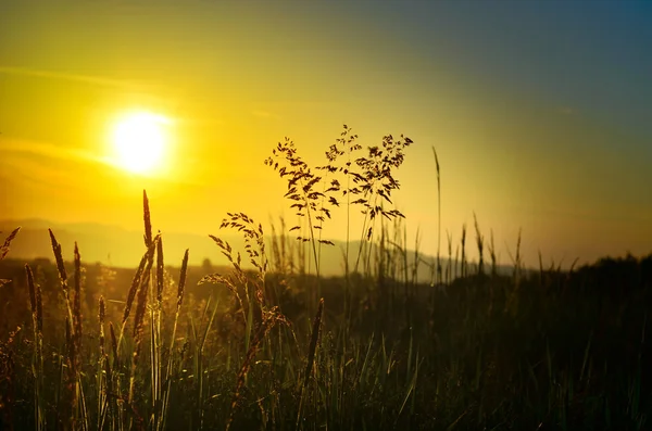 Çayır on Golden sunset