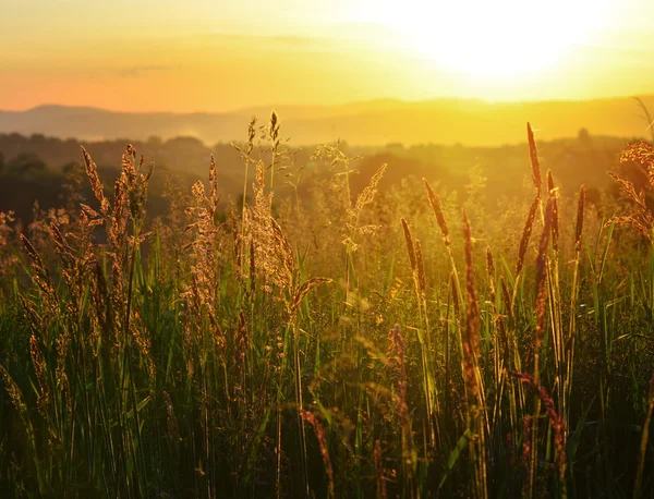 Pôr do sol dourado no prado — Fotografia de Stock