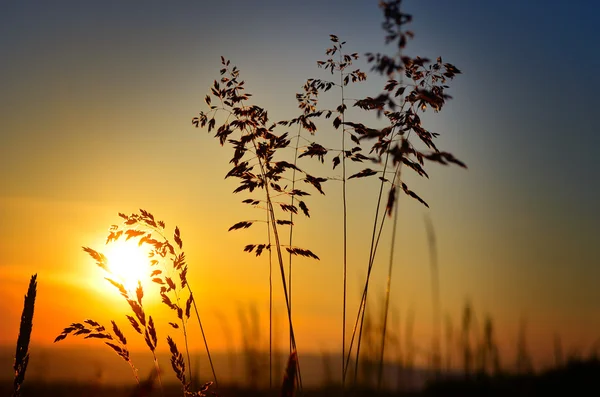 Goldener Sonnenuntergang auf der Wiese — Stockfoto