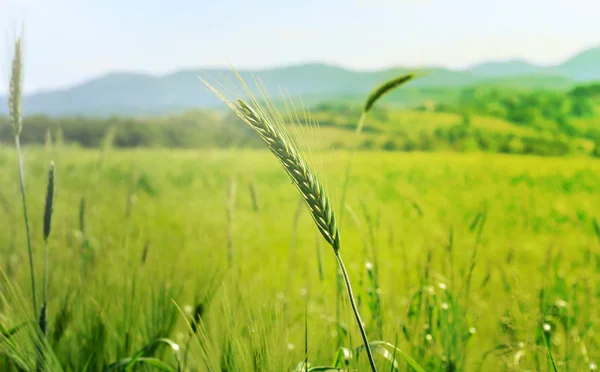 Groene gebied van tarwe in zachte ochtend licht — Stockfoto