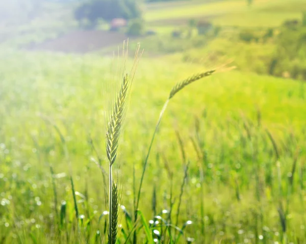 Groene gebied van tarwe in zachte ochtend licht — Stockfoto