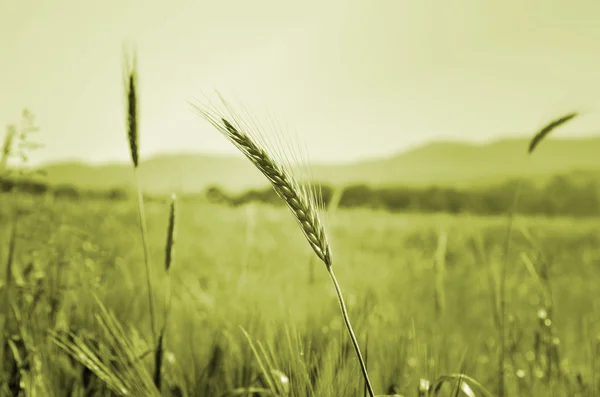 Groene gebied van tarwe in zachte ochtend licht — Stockfoto