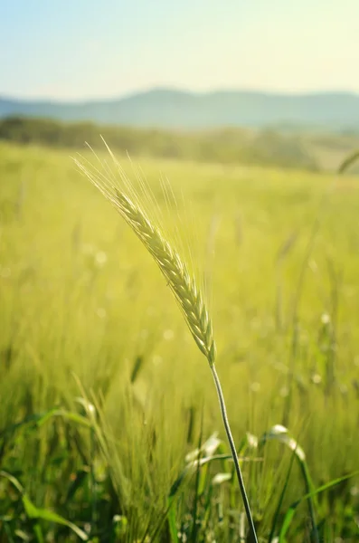 Groene gebied van tarwe in zachte ochtend licht — Stockfoto