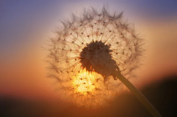 Goldener Sonnenuntergang und Löwenzahn — Stockfoto