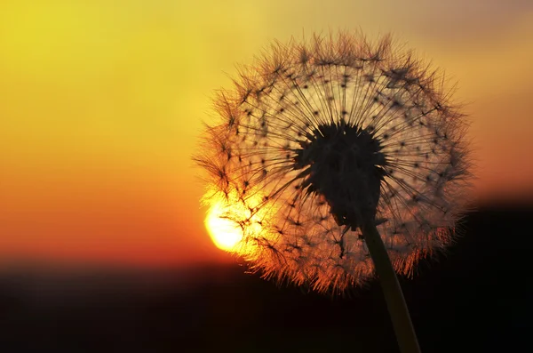 Gouden zonsondergang en paardebloem — Stockfoto