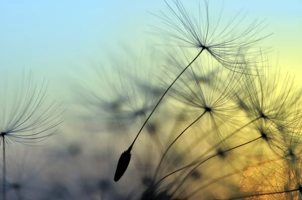 Golden sunset and dandelion — Stock Photo, Image