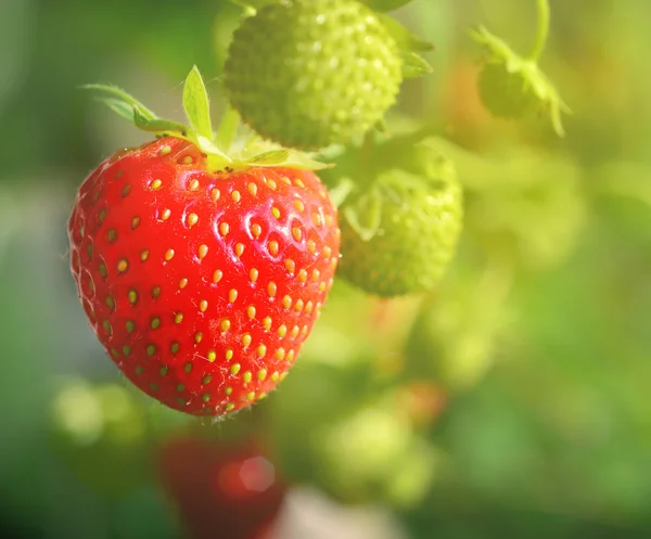 Yumuşak puslu ışıkta taze straberries