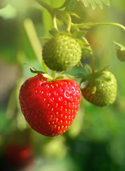 Yumuşak puslu ışıkta taze straberries