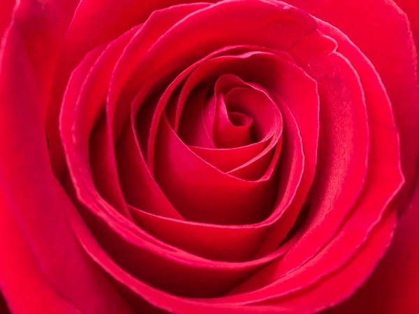 Primo piano rosa rossa 1 — Foto Stock
