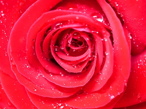 Close up vermelho rosa 3 — Fotografia de Stock