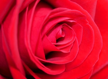 Kırmızı gül 7 kapatın