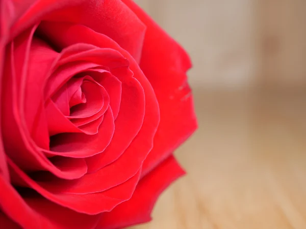 Piros rózsa 6 közelről — Stock Fotó