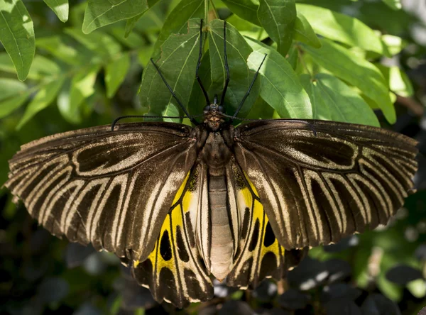 Nahaufnahme Schmetterling 1 — Stockfoto