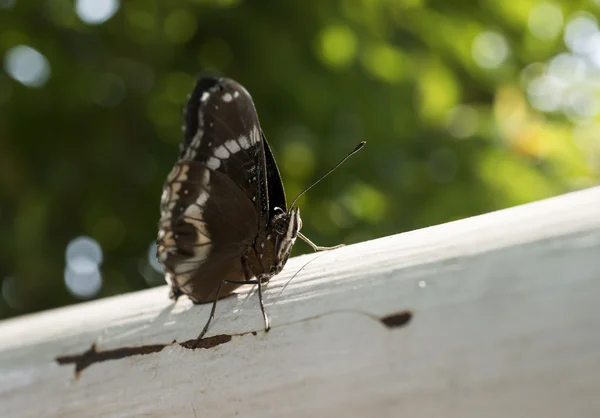 Fechar borboleta 3 — Fotografia de Stock