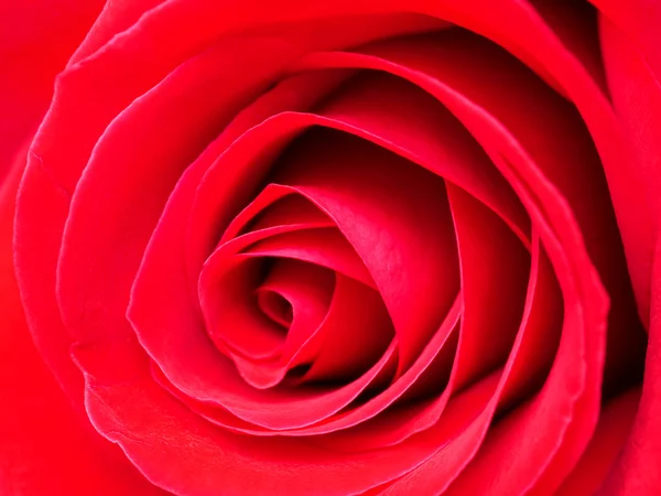 Piros rózsa 8 közelről — Stock Fotó