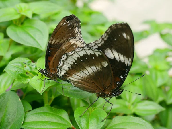 Fechar borboleta 7 — Fotografia de Stock