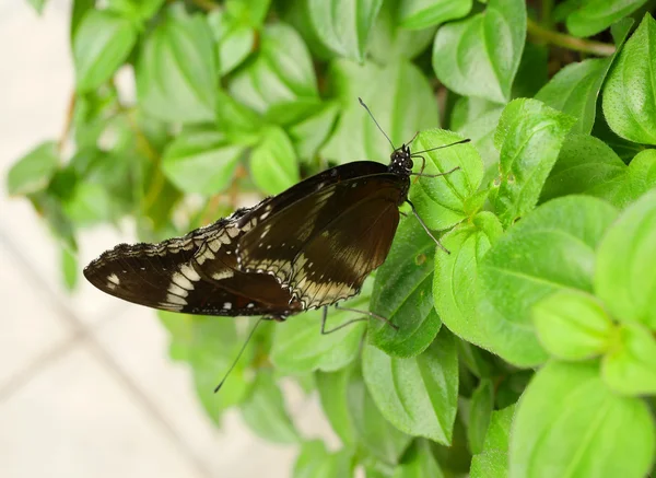 Fechar borboleta 11 — Fotografia de Stock