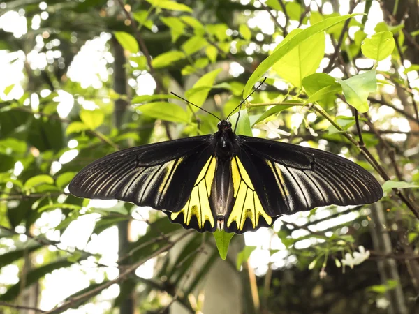 Fechar borboleta 10 — Fotografia de Stock