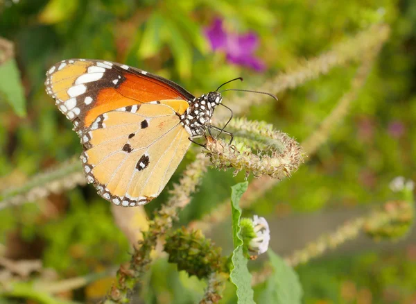 Nahaufnahme Schmetterling 12 — Stockfoto