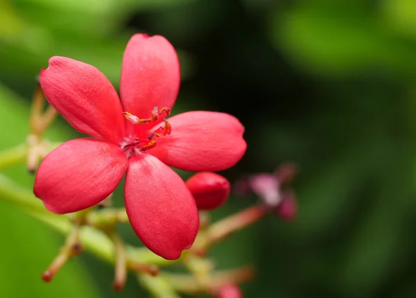 Pikantne jatropha kwiat 1 — Zdjęcie stockowe