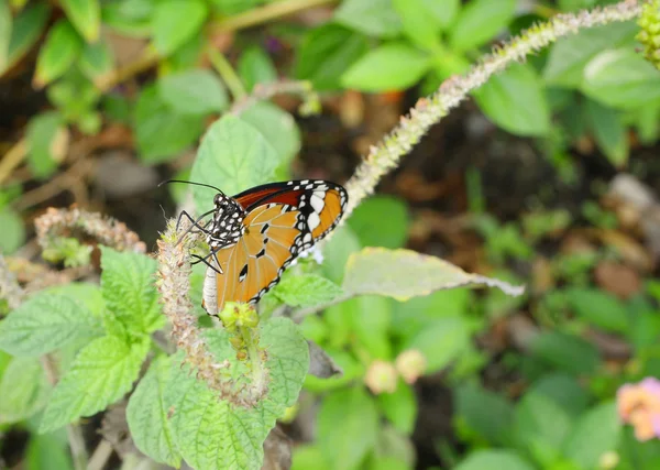 Fechar borboleta 8 — Fotografia de Stock