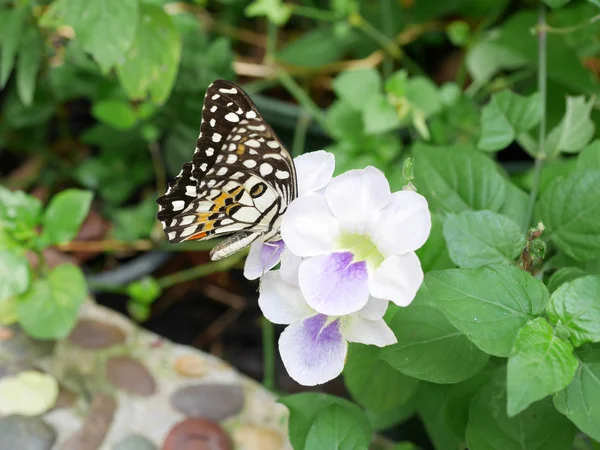 Nahaufnahme Schmetterling 6 — Stockfoto