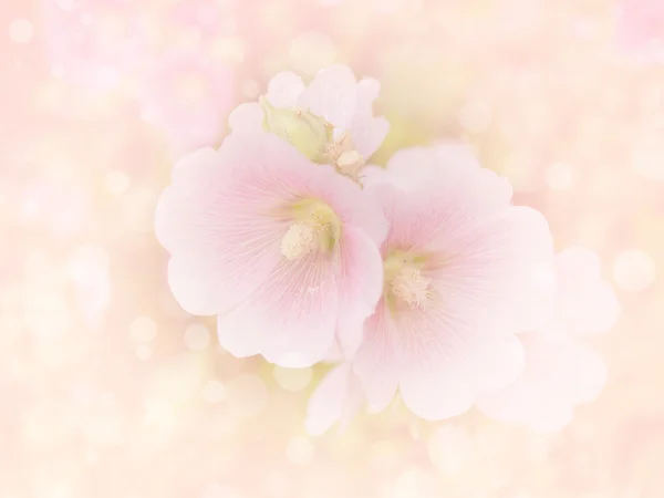 꽃 배경 29 — 스톡 사진