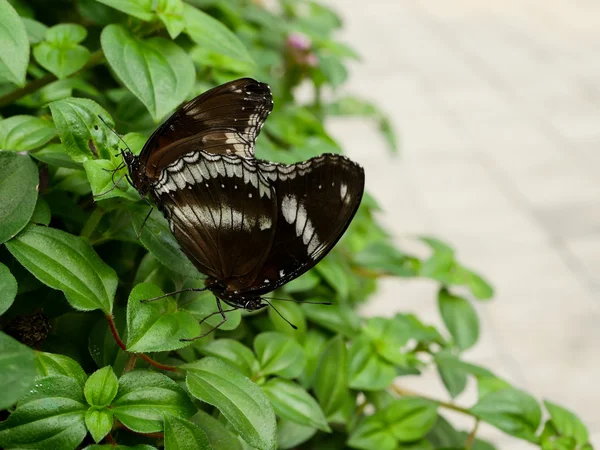 Schmetterling aus nächster Nähe 14 — Stockfoto